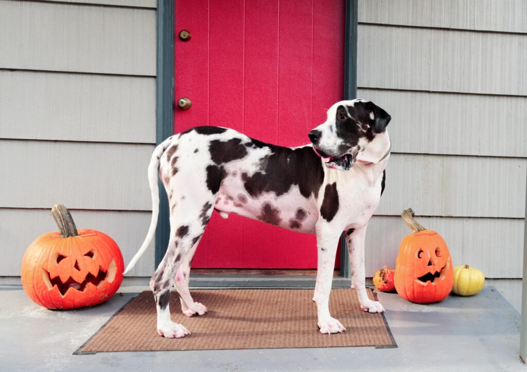 Dog on porch with Halloween decorations. legal advice for Missouri Homeowners.