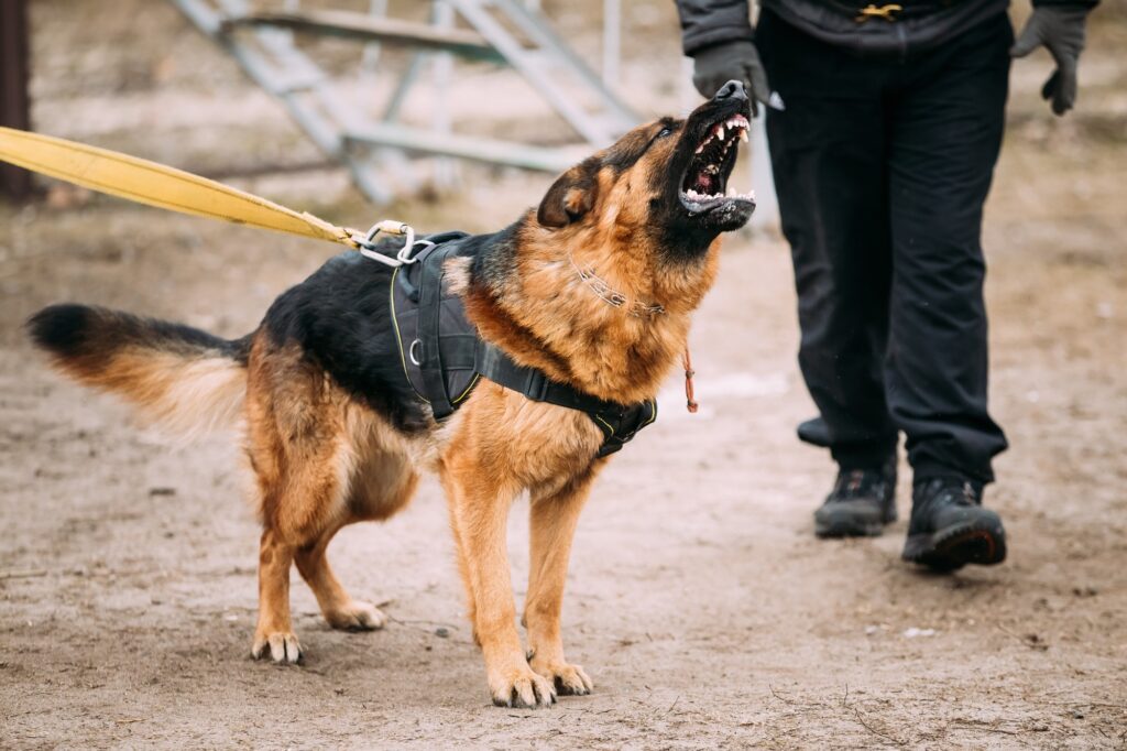 Navigating Dog Bite Cases | Cantor Injury Law | St. Louis, MO German Shepherd Dog training. Biting dog. Navigating Dog Bite Cases.